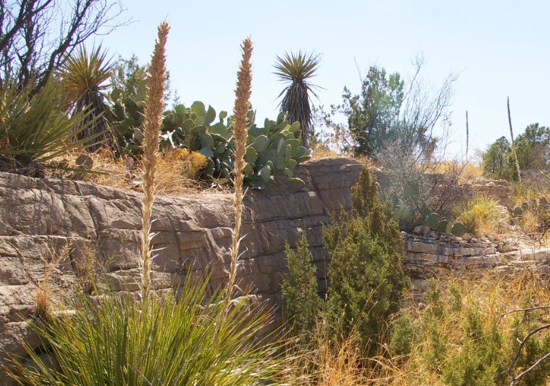 Living Desert Zoo and Gardens State Park, United States